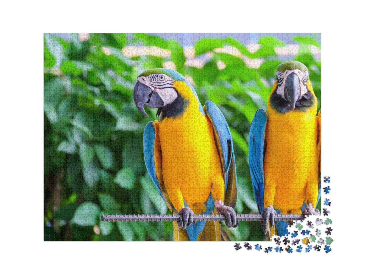 puzzle 2000 dílků „Papoušek ara dlouhoocasý s pestrým peřím“