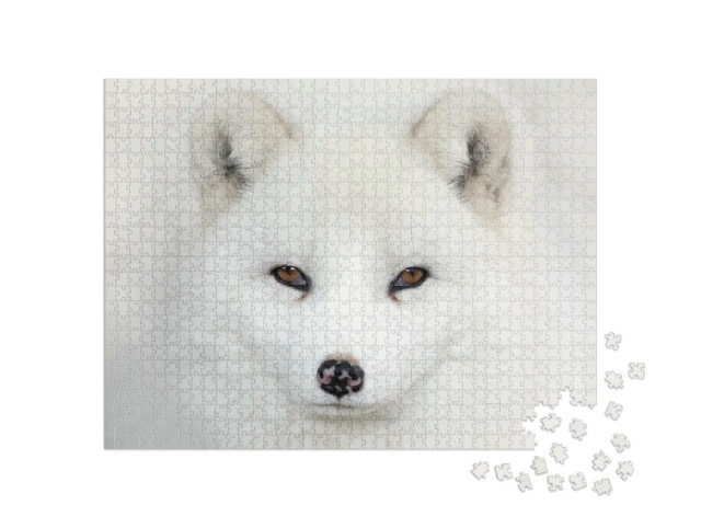 puzzle 1000 dílků „Z očí do očí s polární liškou“