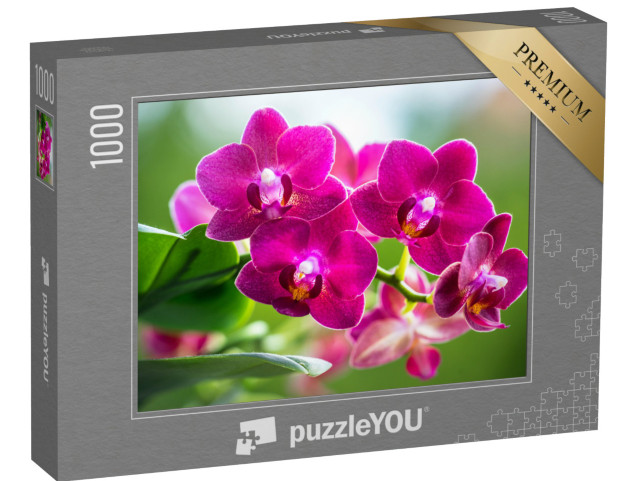 puzzle 1000 dílků „Zářivá růžová barva kvetoucí orchideje“