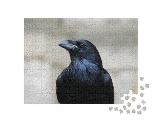 puzzle 1000 dílků „Detailní záběr krkavce obecného“