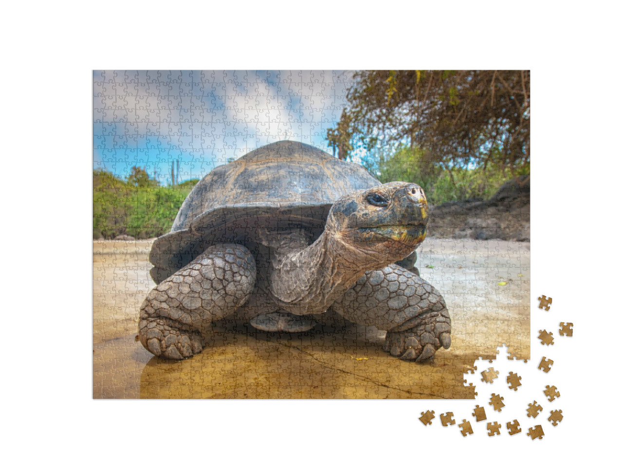 puzzle 1000 dílků „Želva galapážská, Ekvádor“