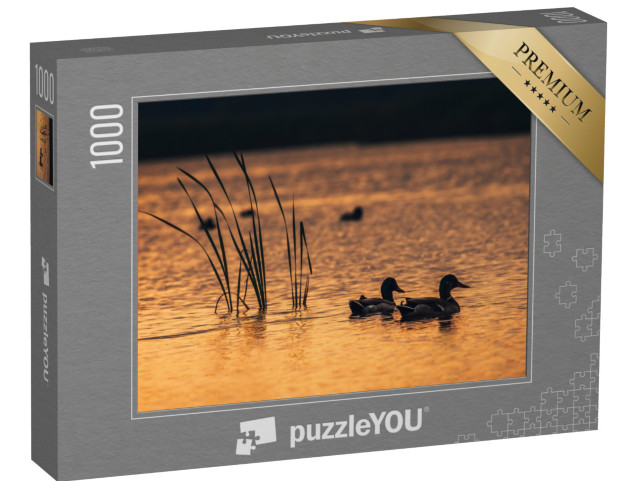 puzzle 1000 dílků „Kachny ve vodě jezera při východu slunce“