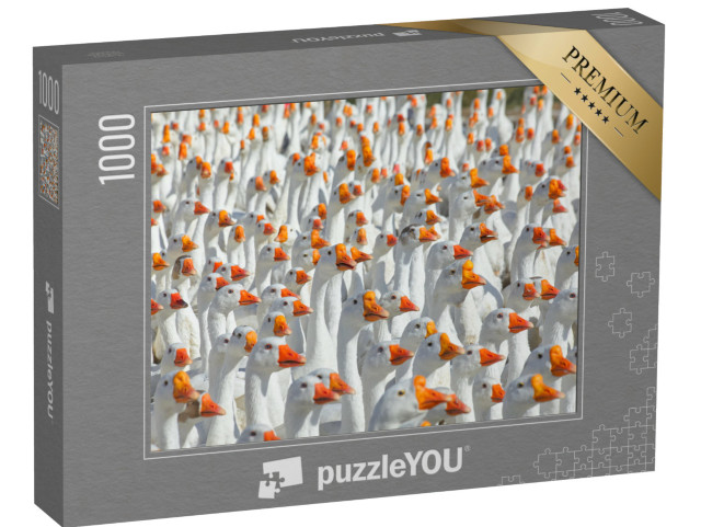 puzzle 1000 dílků „Obrovské hejno bílých husí“