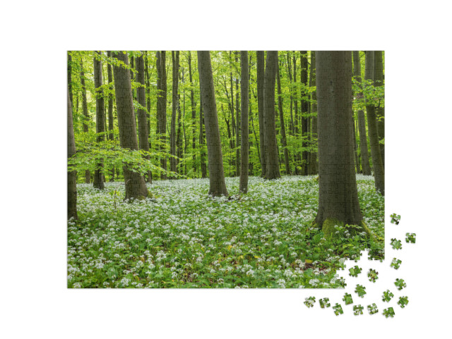 puzzle 1000 dílků „Krásný květ divokého česneku v Národním parku Hainich, Durynsko“