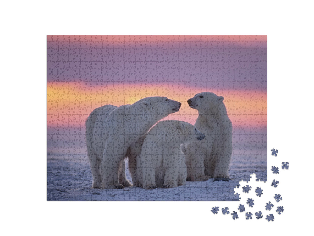puzzle 1000 dílků „Rodina ledních medvědů při západu slunce v kanadské Arktidě“