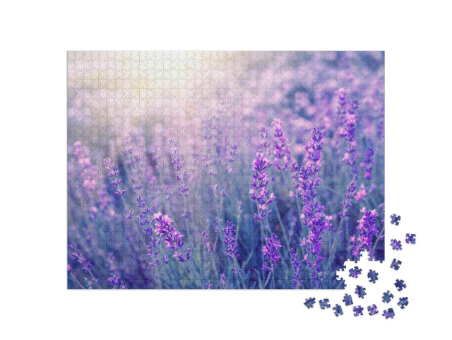 puzzle 1000 dílků „Voňavá levandule při západu slunce, Provence, Francie“