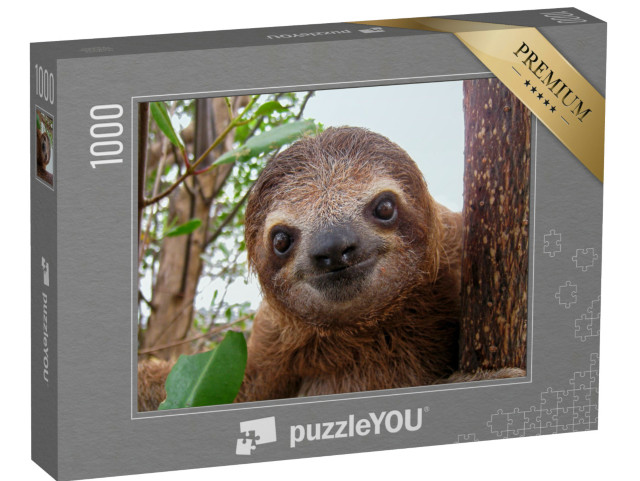 puzzle 1000 dílků „Roztomilé mládě lenochoda tříprstého“