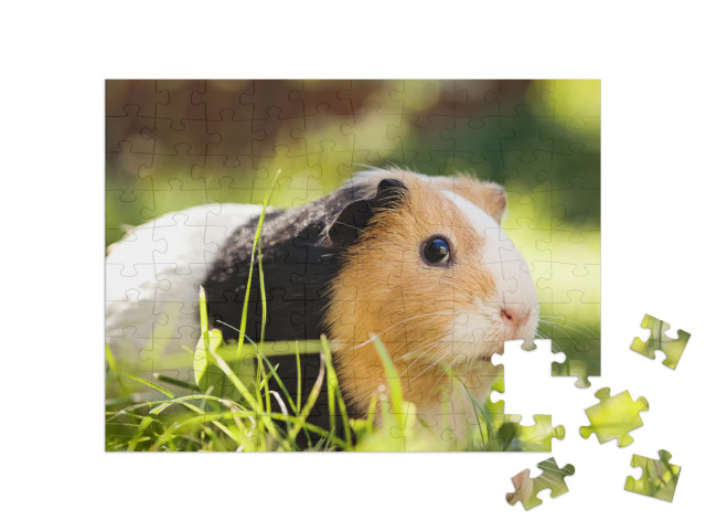 puzzle 100 dílků „Roztomilé tříbarevné morče“
