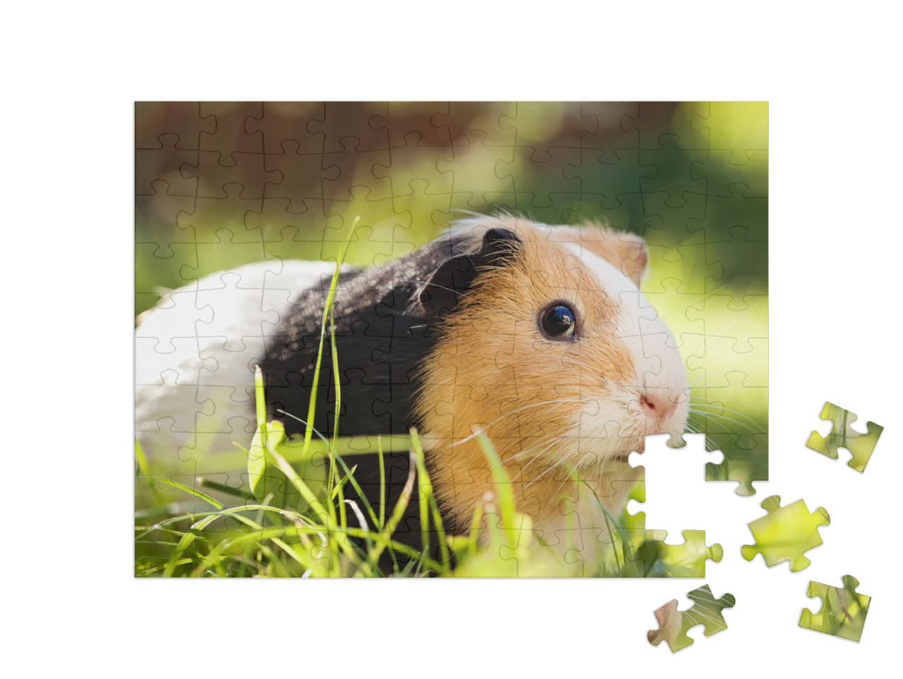 puzzle 100 dílků „Roztomilé tříbarevné morče“