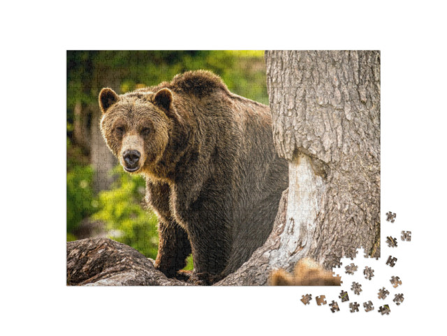 puzzle 1000 dílků „Dospělý medvěd grizzly běží lesem“