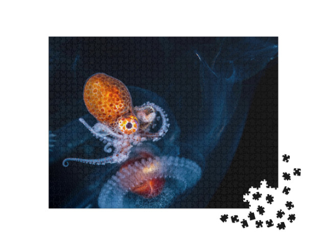 puzzle 1000 dílků „Larvy samice chobotnice nautilus“