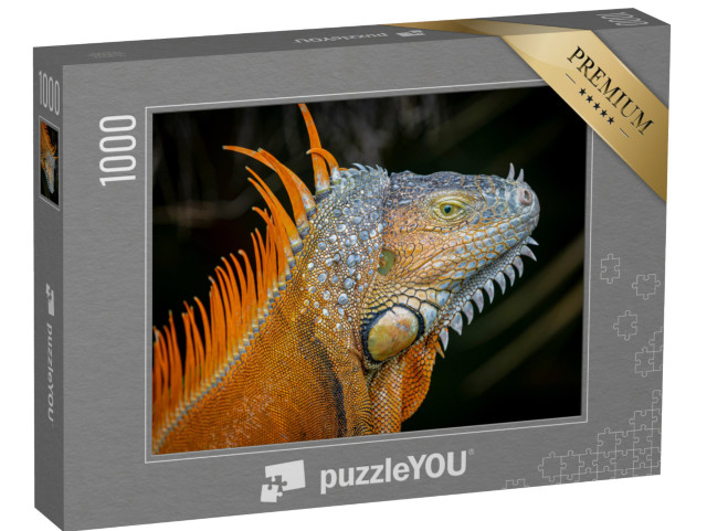 puzzle 1000 dílků „Oranžově zbarvená morfa dospělého leguána zeleného“