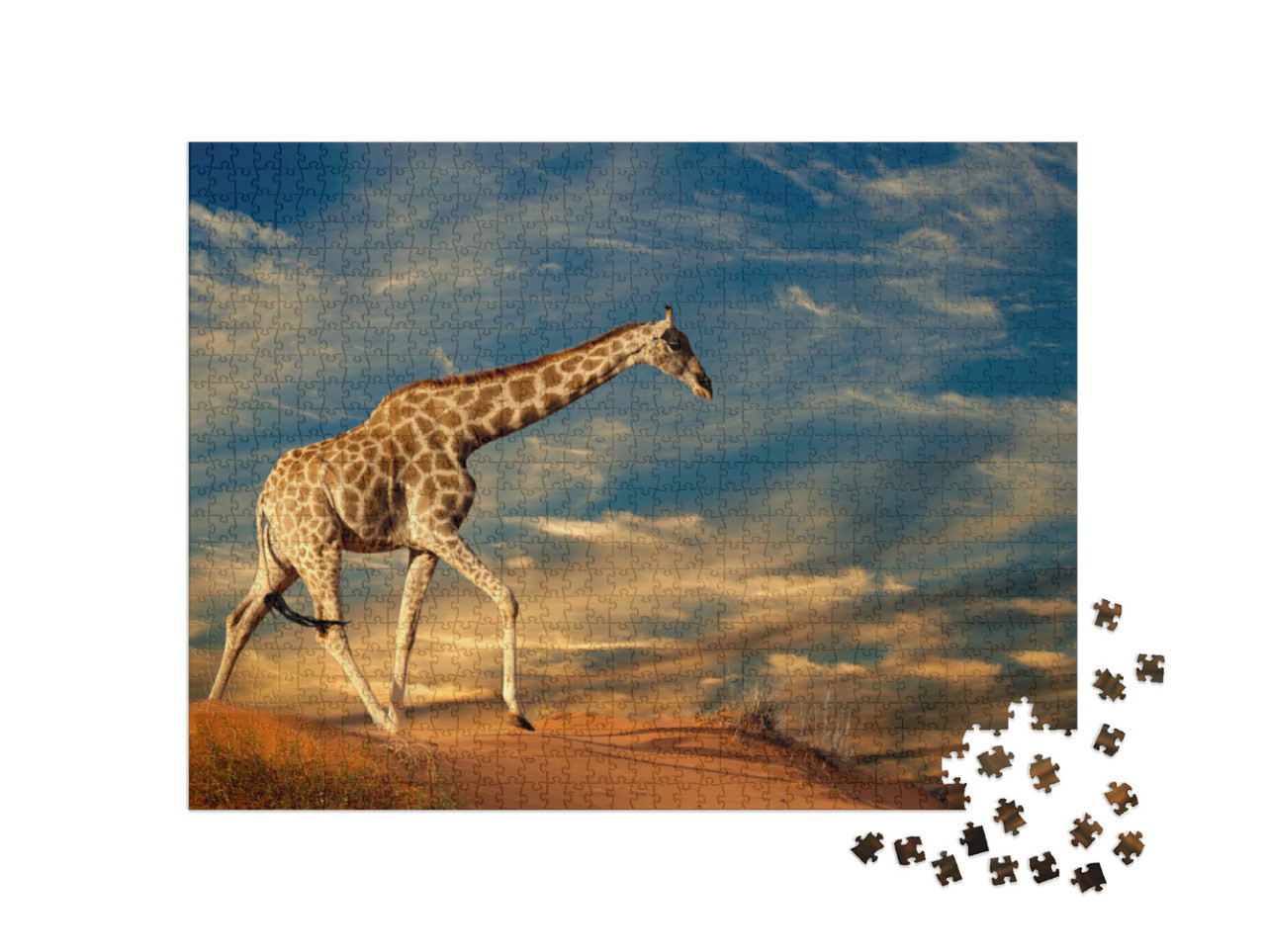 puzzle 1000 dílků „Žirafa na písečné duně v Jižní Africe“