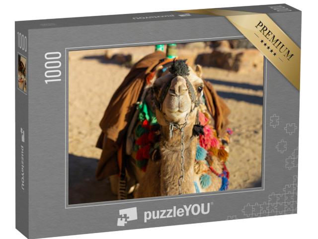 puzzle 1000 dílků „Velbloud dromedár před pískem horké pouště, Egypt, Sinajský poloostrov“