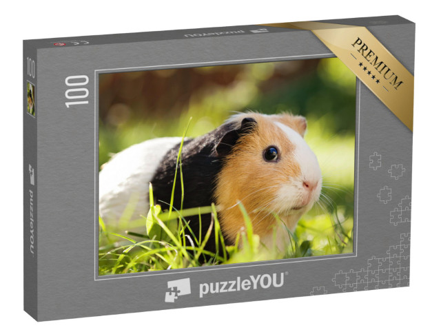 puzzle 100 dílků „Roztomilé tříbarevné morče“