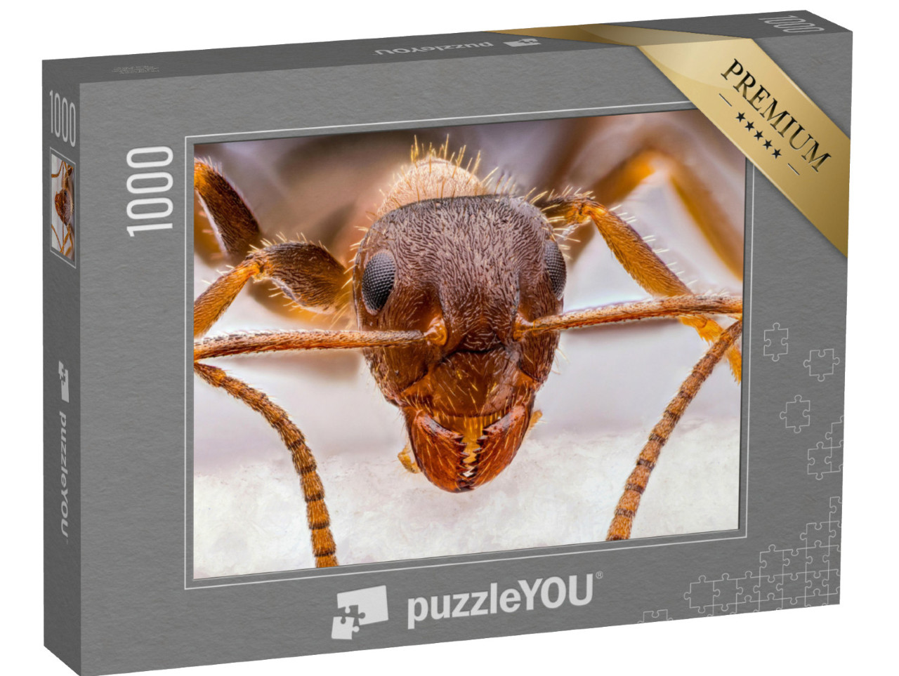 puzzle 1000 dílků „Detailní záběr drobného červeného mravence“