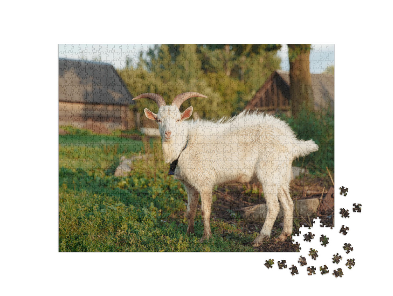 puzzle 1000 dílků „Bílá koza na farmě v létě“