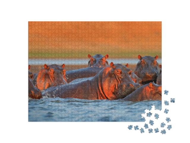 puzzle 1000 dílků „Hroši koupající se ve večerním světle, Zimbabwe, Afrika“