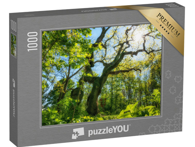 puzzle 1000 dílků „Nádherný starý dub v národním parku Hainich“