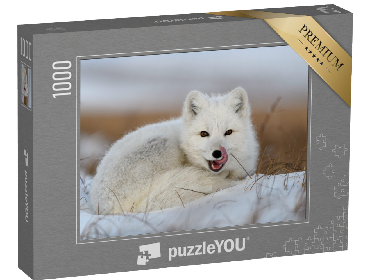 puzzle 1000 dílků „Bílá liška polární, Vulpes lagopus, schoulená ve sněhu“