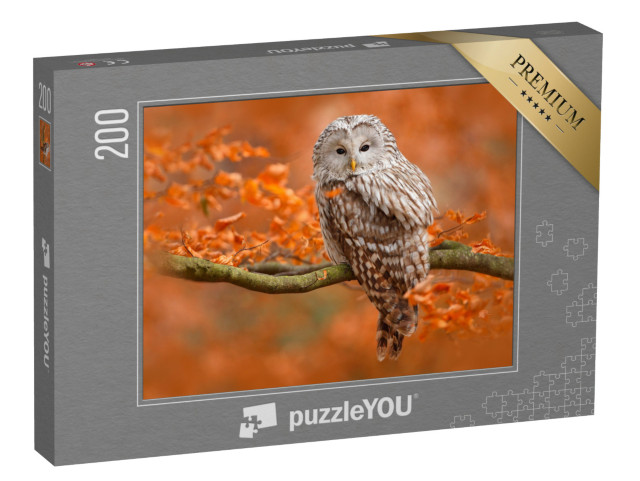 puzzle 200 dílků „Podzimní fotografie se sovou uralskou, sedící na větvi v dubovém lese, Norsko“