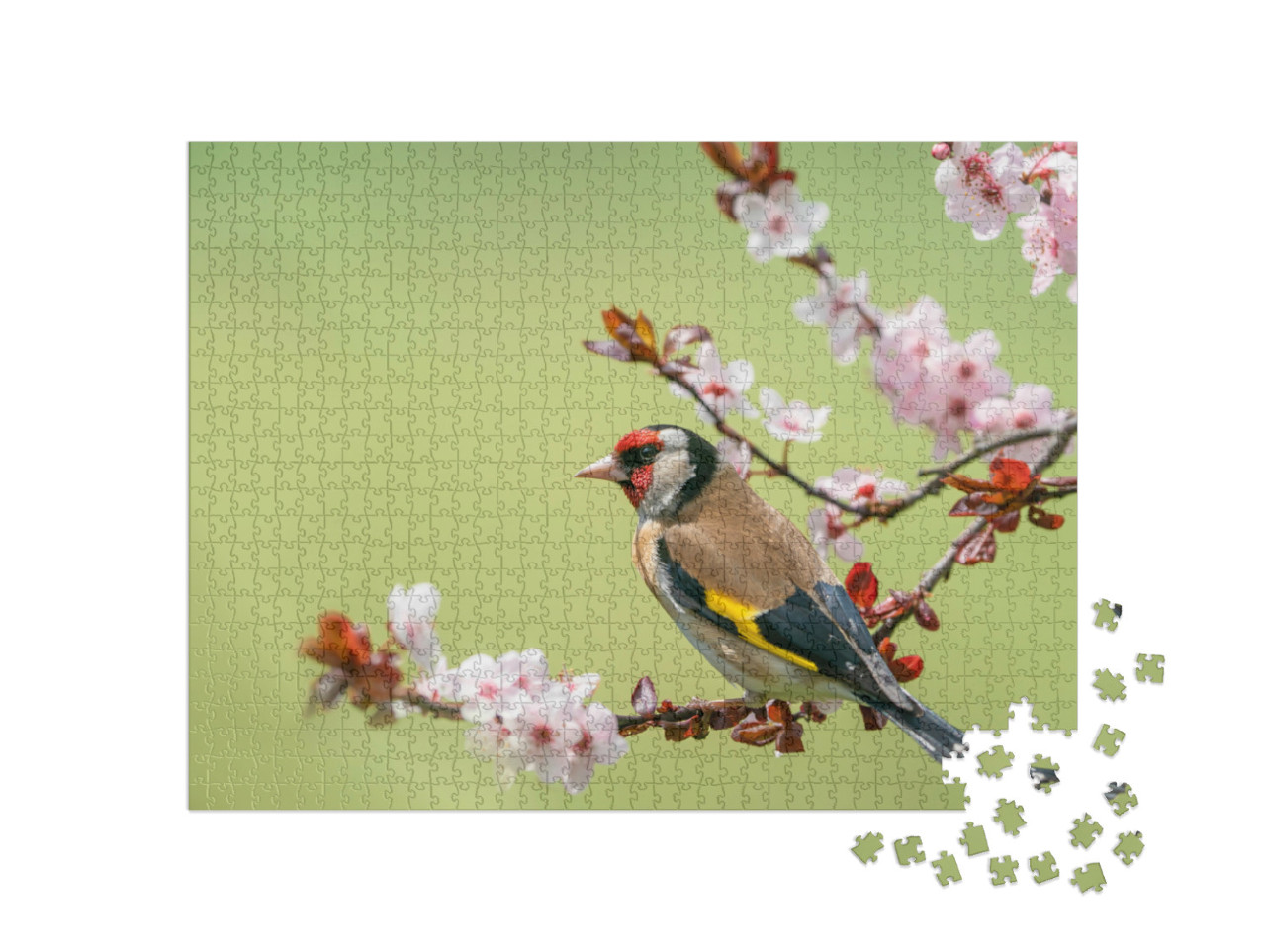 puzzle 1000 dílků „Barevný zlatohlávek na kvetoucí větvi“