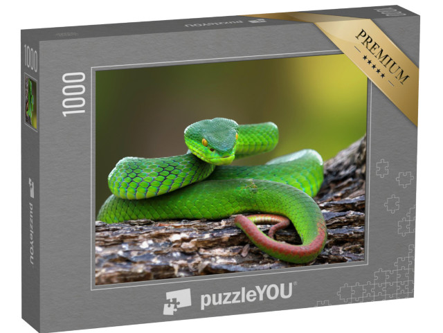 puzzle 1000 dílků „Trimisurus albolabris, zelený had na větvi“