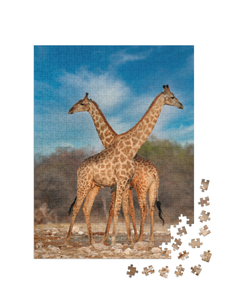 puzzle 500 dílků „Dvě žirafy“