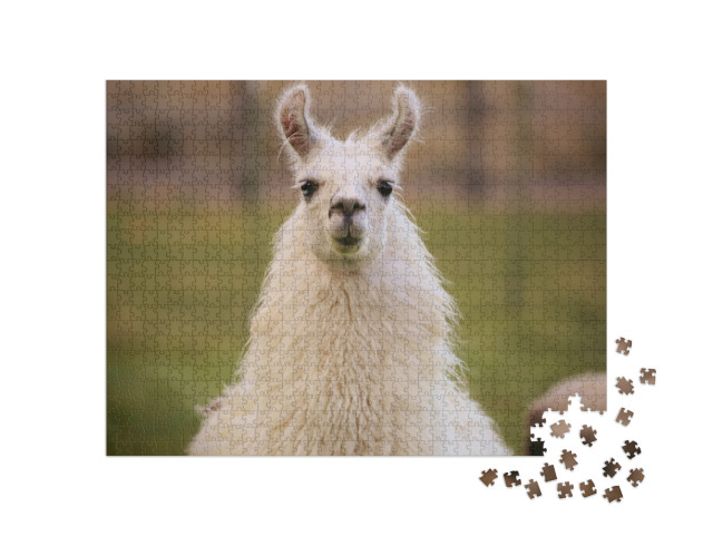 puzzle 1000 dílků „Lama“