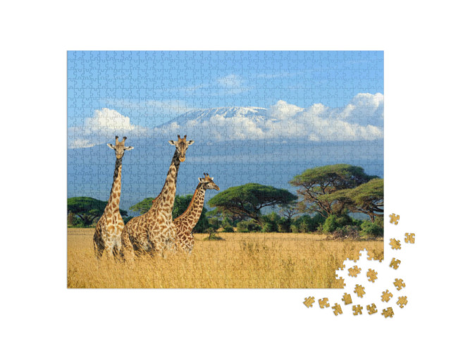 puzzle 1000 dílků „Tři žirafy v keňském národním parku“