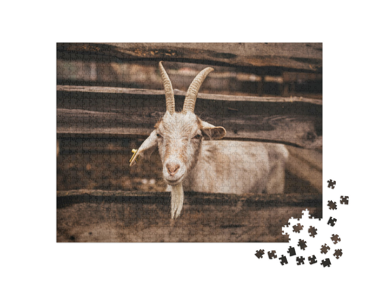 puzzle 1000 dílků „Koza, která žije na farmě“