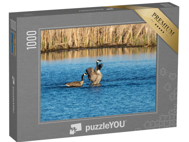 puzzle 1000 dílků „Kanadské husy na jezeře“