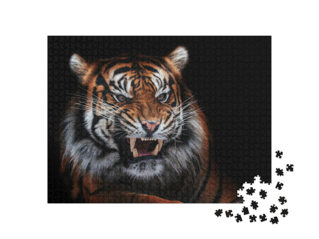 puzzle 1000 dílků „Tygr sumaterský, krásné zvíře, portrét“
