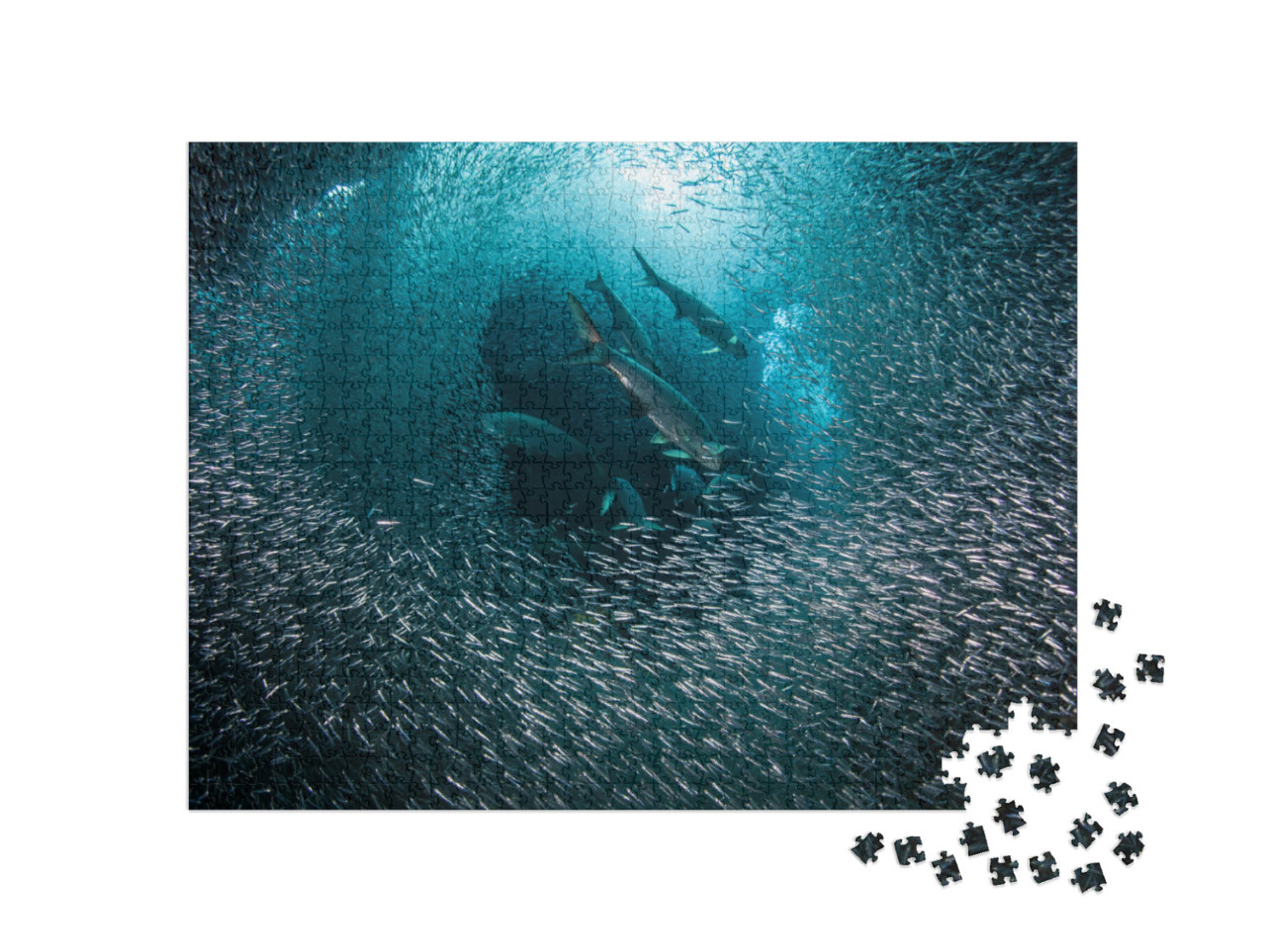 puzzle 1000 dílků „Dravé ryby na lovu v hejnu ryb“