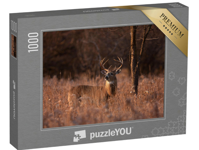 puzzle 1000 dílků „Jelen běloocasý v období páření, Ottawa, Kanada“